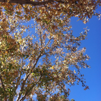 In the Rhythm of Rio